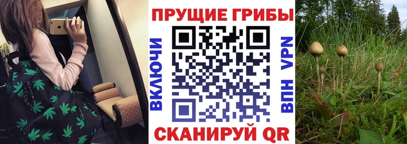 Псилоцибиновые грибы мухоморы Купить Избербаш